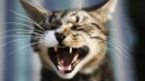 Koliko zob ima mačka: shema čeljusti odrasle mačke